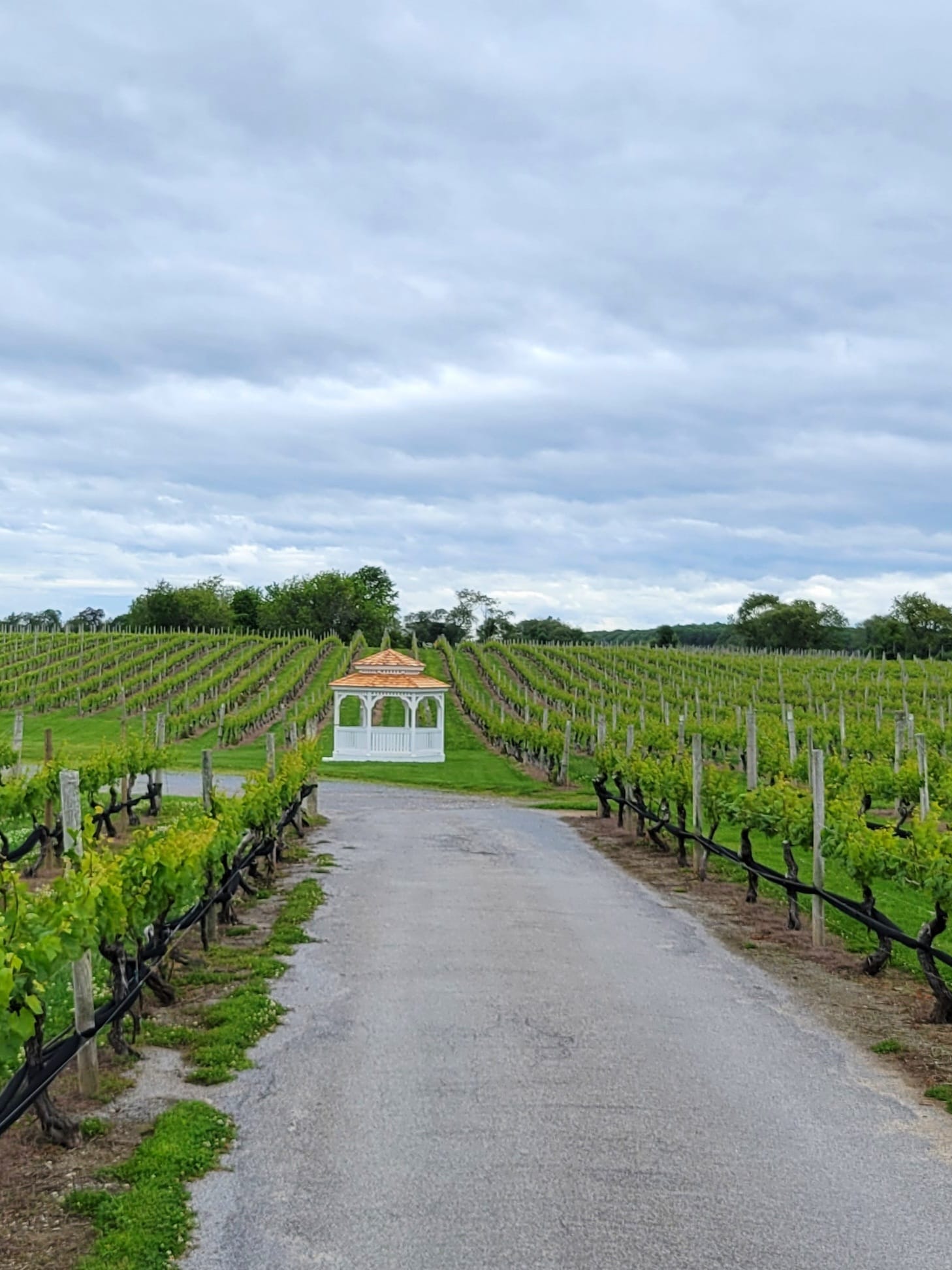 North Fork vineyard