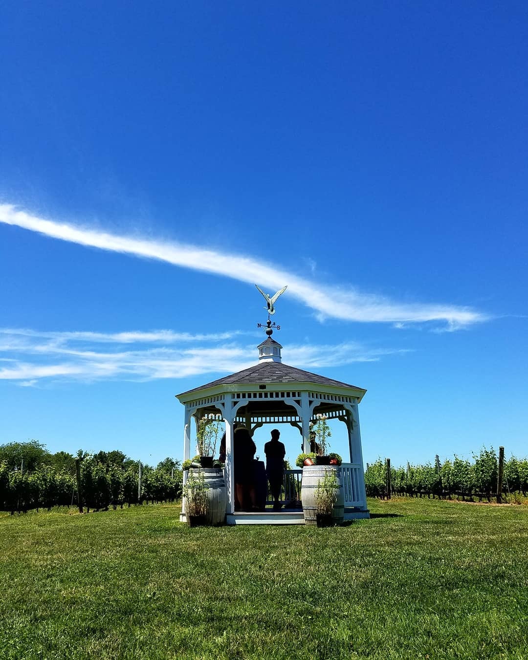 Gazebo surrounded by grapevines on the North Fork